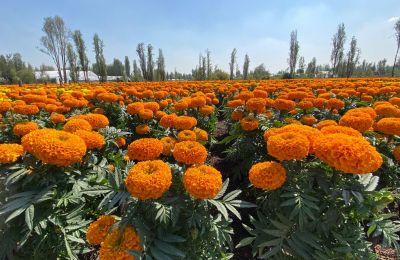 El Día de Muertos es una de las tradiciones más importantes de la cultura mexicana. En 2008, esta celebración fue declarada Patrimonio Cultural Inmaterial de la Humanidad por la UNESCO 01 281022