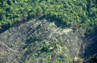 Un claro en una plantación de aceite de palma en el límite de la selva del Parque Nacional de Gunung Leuser en Aceh, Indonesia. EFE/Hotli Simanjuntak/ Archivo